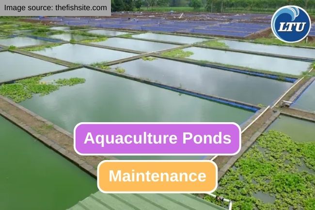 9 Things to Noticed in Aquaculture Ponds Maintenance